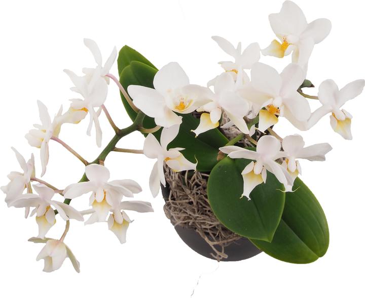 Produktbild Migros Ostschweiz Orchideenschale klein (26 cm)