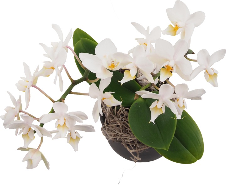 Image du produit Migros Ostschweiz Petite coupe à orchidée (26 cm)