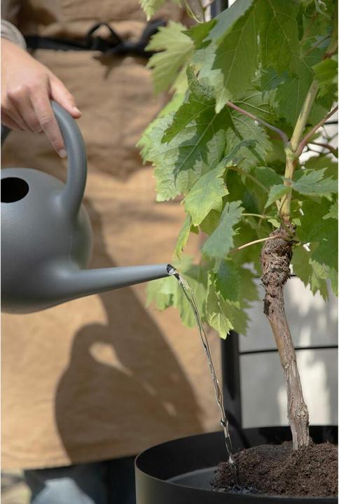 Productafbeelding Eva Solo - Simply Grow Spalier für Übertopf - Black - 145x42x21 cm