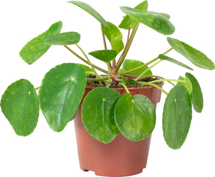 Produktbild Flowerbox Ufopflanze - Pilea peperomioides (20 cm)