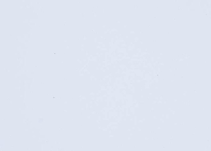 Actual product image Folia Sponge rubber