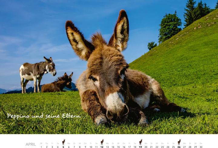 Produktbild Esel Kalender 2026 (47,5 x 33 cm)