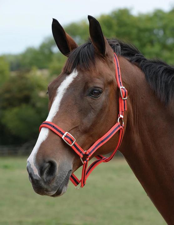 Immagine prodotto Roma Set Cavezza e lunghina