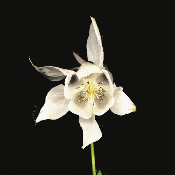 Produktbild Happiness-Anniversary Edition (Fridge)