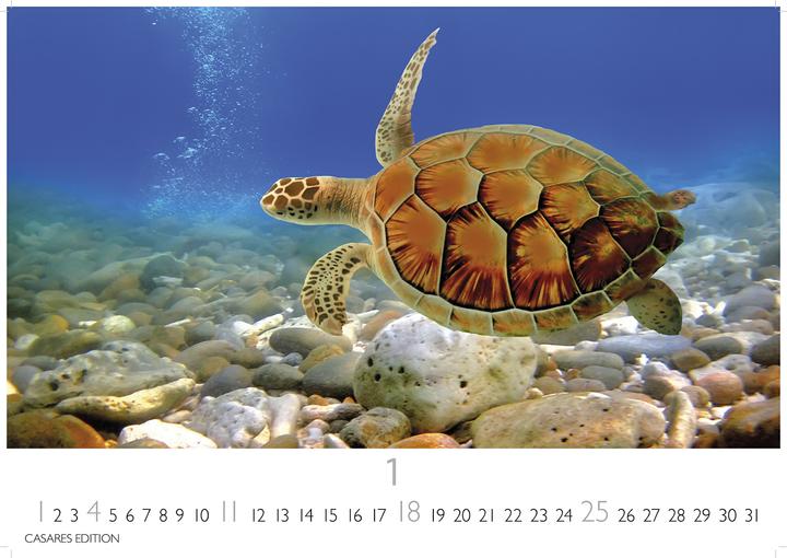 Actual product image Unterwasserwelten 2026 S 24x35cm (24 x 35 cm)