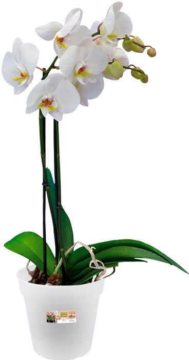 Produktbild Elho Green Basic Orchidee (13 cm)