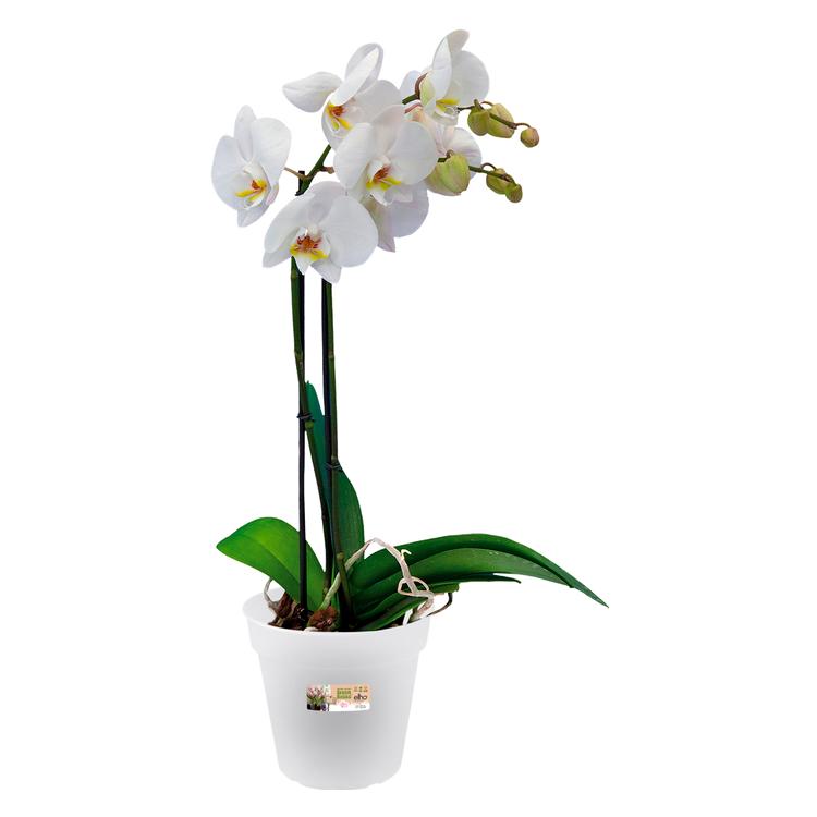 Garten lux Set di 10 vasi per orchidee trasparenti, diametro 17 cm, altezza 13 cm, in plastica, con fori, per orchidee, per interni, 1,5 l