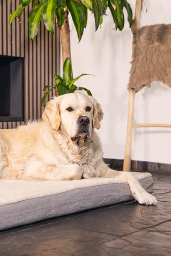 Produktbild Beeztees Zira (Hund)