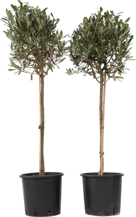 Plant in a Box Olea Europaea - 2er Set Olivenbaum