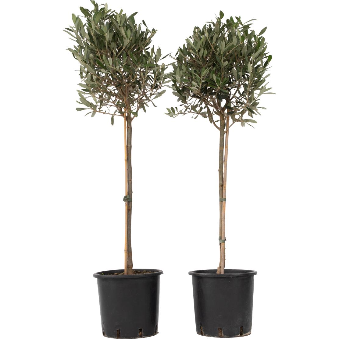 Plant in a Box, Pflanzen, Olea Europaea - 2er Set Olivenbaum (90 cm)
