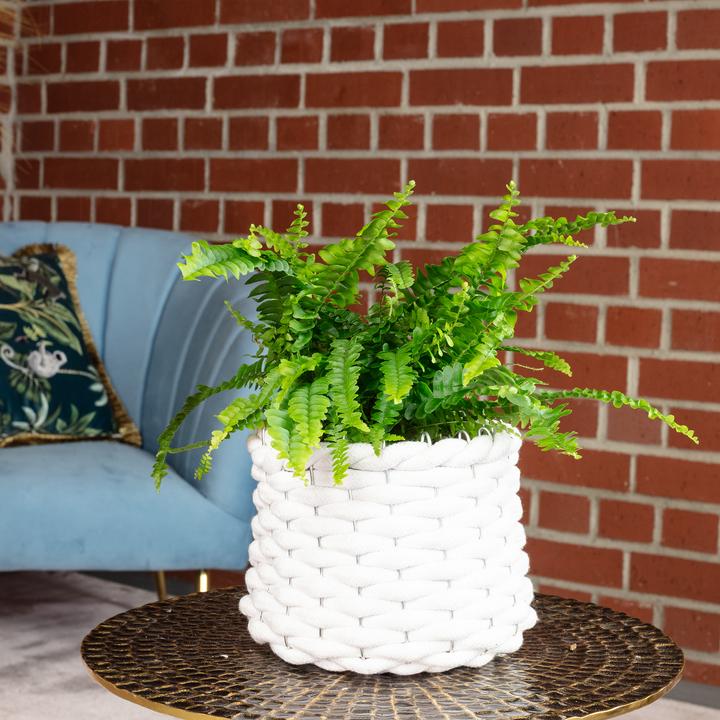 Image du produit Flowerbox Schwertfarn "Green Lady" - Nephrolepis (35 cm)