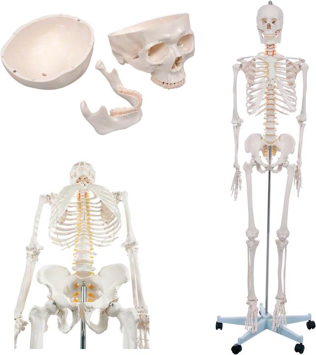 Image du produit Togu Squelette d'écolier 178 cm