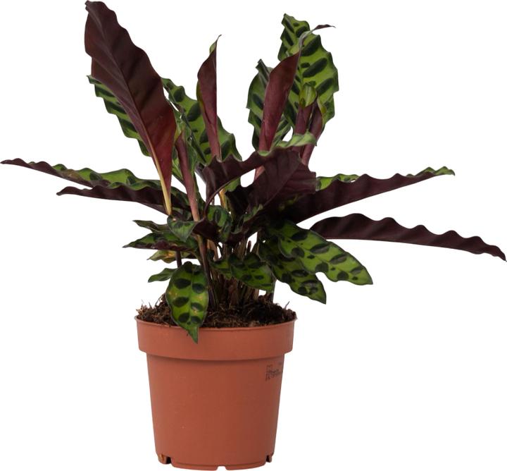 Image du produit Plant in a Box Calathea lancifolia - Marante des paniers (40 cm)