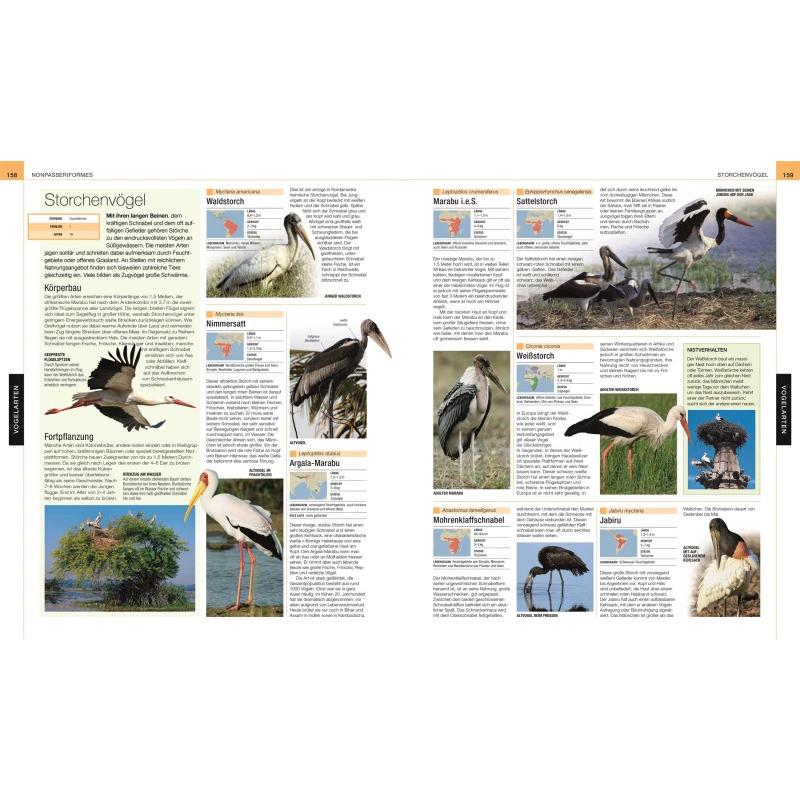 Thumbnail - Vögel, Ratgeber von Eva Sixt, Andreas Held, Hans W. Kothe, Dr. Andrea Kamphuis