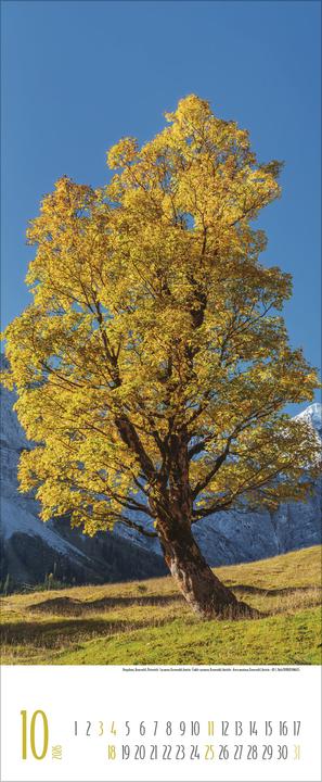 Immagine prodotto Bäume2026 (28,5 x 69 cm)