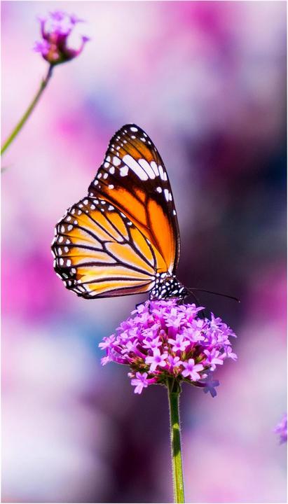 Image du produit NEC MultiSync UN552VS (1920 x 1080 pixels, 55")