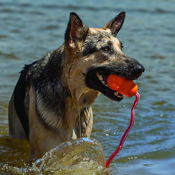 Image du produit KONG Aqua (Jouet de rapport pour chiens)