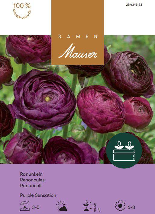 Samen Mauser Ranunkeln Purple Sensation (Blumenzwiebeln)