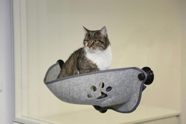 Actual product image Oster Sunny Seat (Cat)