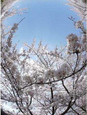 Productafbeelding Panasonic 8mm f/3.5 Fisheye (Micro Vier Derde, Micro Vier Derde)