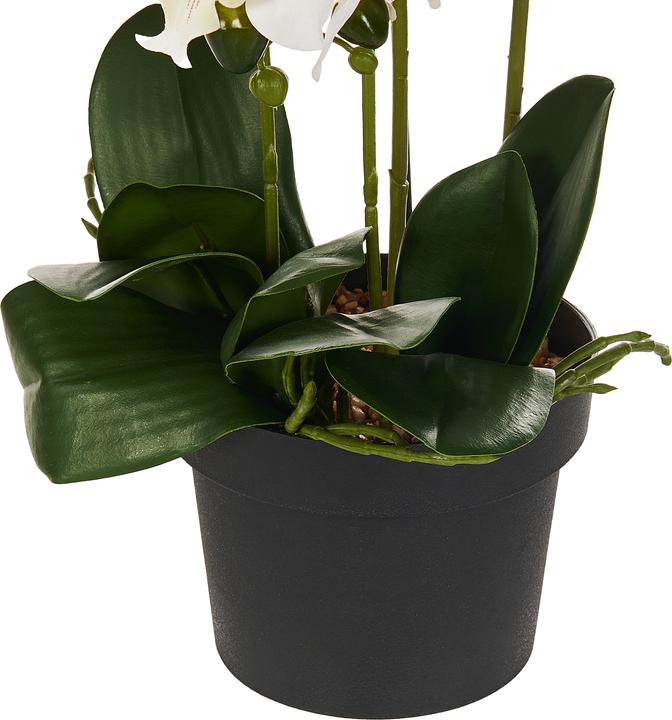 Immagine prodotto Beliani Orchidea (63 cm)