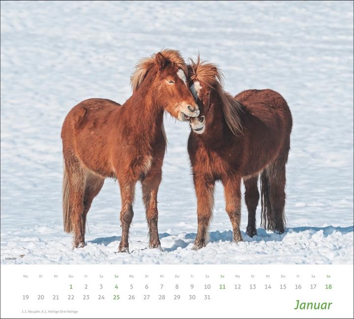 Produktbild times&more Pferde Bildkalender 2026