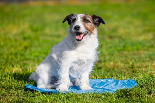 Immagine prodotto Karlie Tappetino di raffreddamentoGiù rotondo (Cane)