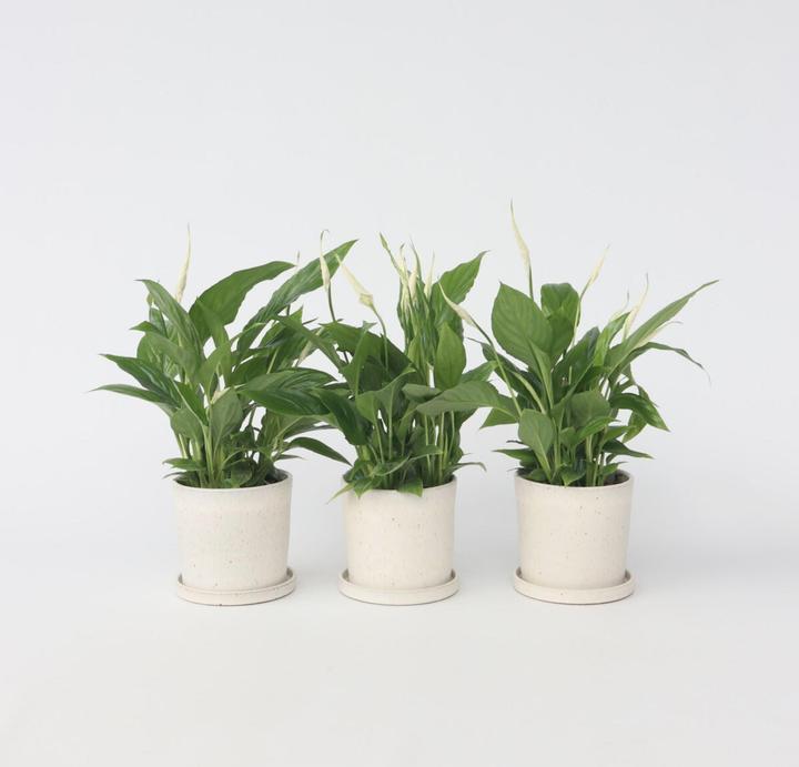 Actual product image Plant in a Box Spathiphyllum 'Torelli' - Set of 3 Peace Lily (30 cm)