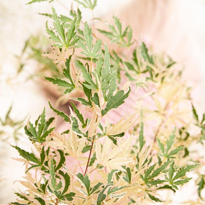 Immagine prodotto Plant in a Box Acer Palmatum 'Taylor' - 2er Set Ahornbäume (50 cm)