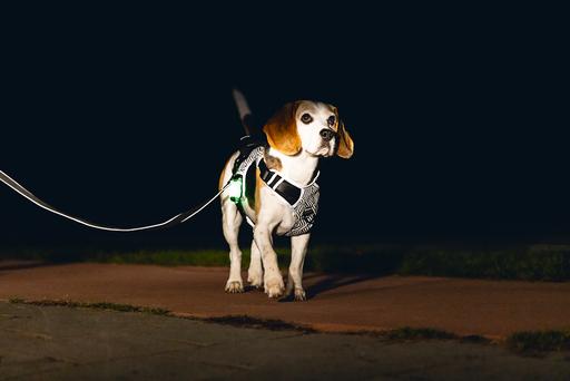 Actual product image Beeztees Safety Gear Y-harness (Dog, General)