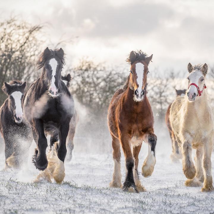 Produktbild Pferde/Horses 2026 (30 x 30 cm)