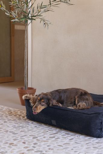 Immagine prodotto Designed by Lotte A coste (Cane)