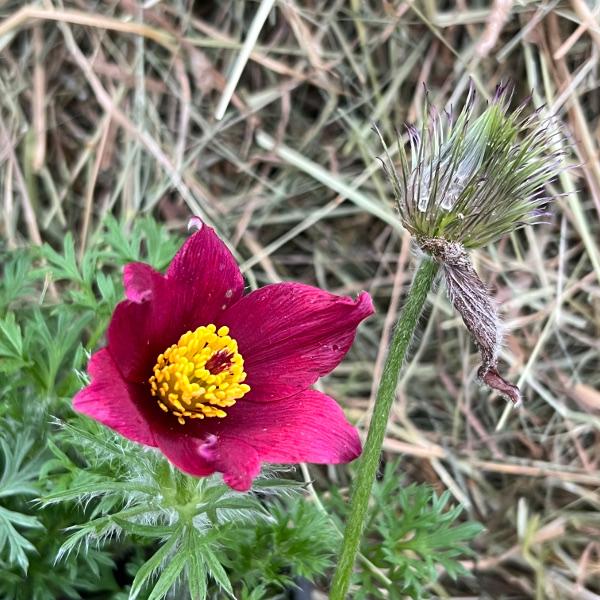 Actual product image Säntispracht Set of 3, The protected pasque flower - Pulsatilla vulgaris Red Shades