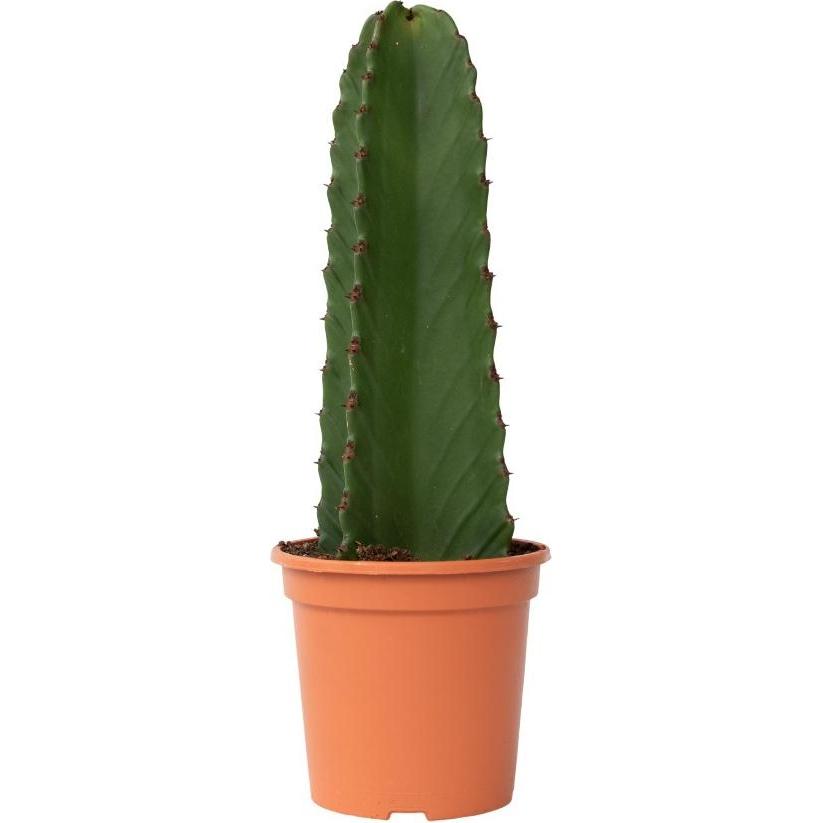 Thumbnail - Plant in a Box, Pflanzen, Euphorbia ingens - Cowboy-Kaktus (40 cm)