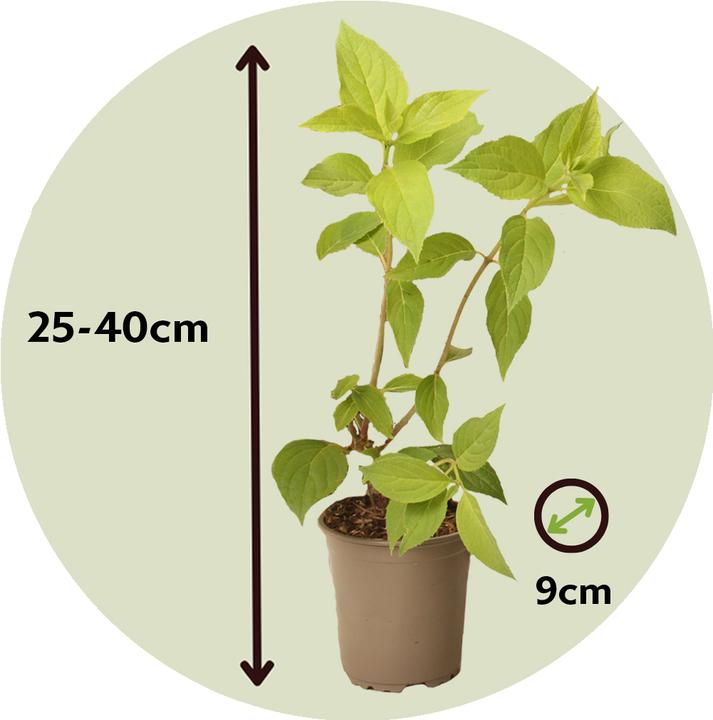 Produktbild Plant in a Box Hortensia Paniculata 'Pink Lady', 'Phantom', 'Silver Dollar' - 6er Set Hortensien (25 cm)