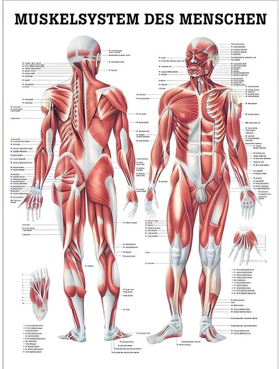 Rüdiger Grafico anatomico del sistema muscolare (70 x 100 cm)