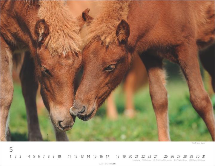 Produktbild Islandpferde Kalender 2026 (44 x 34 cm)