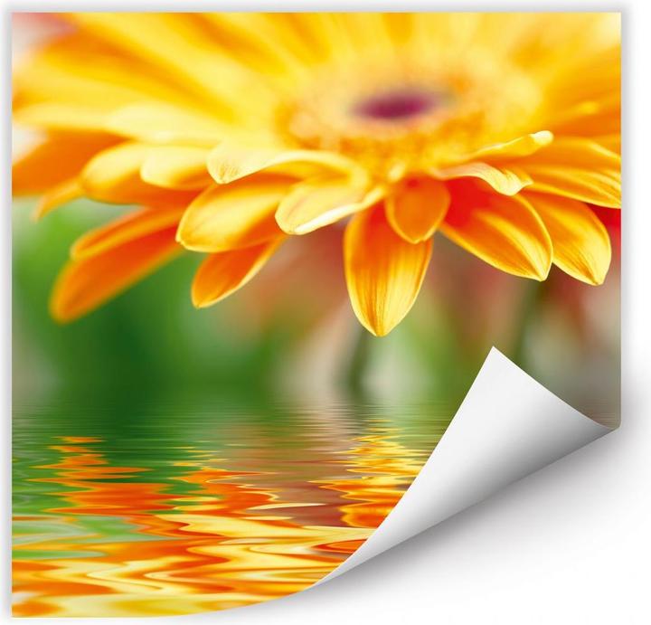 Actual product image Trenddeko Gerbera reflection (40 x 40 cm)