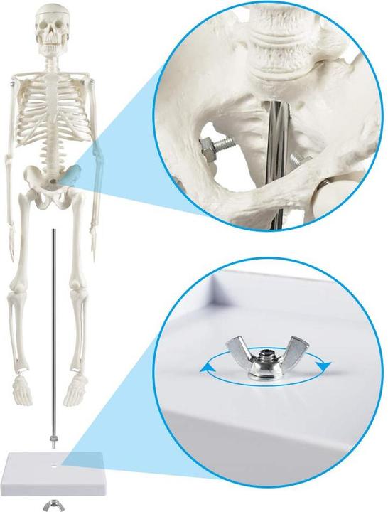 Produktbild breesky Anatomie-Skelettmodell 45 cm (beweglich)