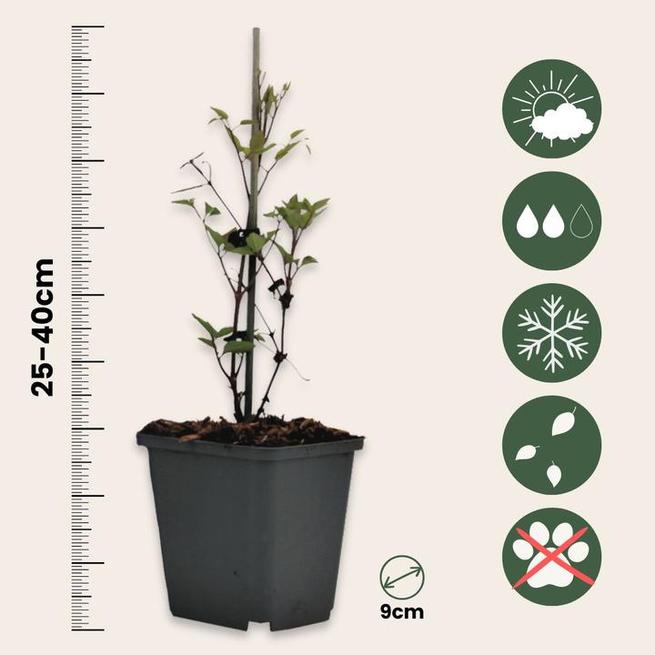 Immagine prodotto Plant in a Box Clematis 'Hagley Hybrid' - Set di 3 clematis (25 cm)