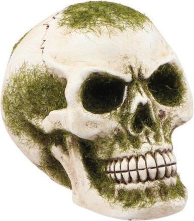 Actual product image Chaks Cranio: Muschio