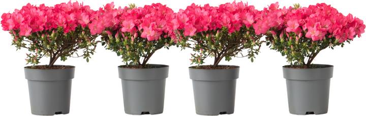 Produktbild Plant in a Box Rhododendron azalea 'Anouk' - 4er Set Azalee (25 cm)