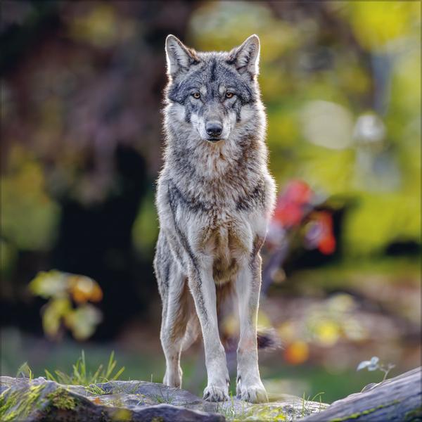 Produktbild Wlfe 2026