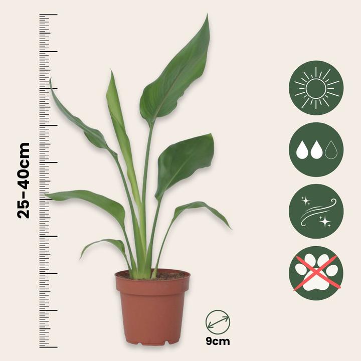 Produktbild Plant in a Box Strelitzia Reginea - 6er Set Paradiesvogelpflanzen (25 cm)