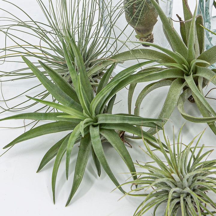Actual product image Kakteen Gautschi Tillandsia-Set 2 (25 cm)