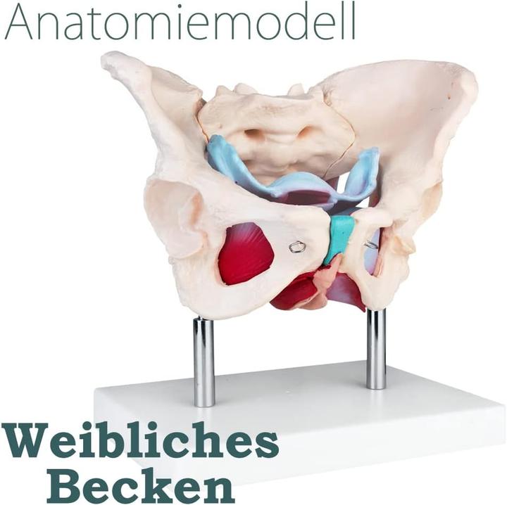 Produktbild MedMod Weibliches Beckenmodell