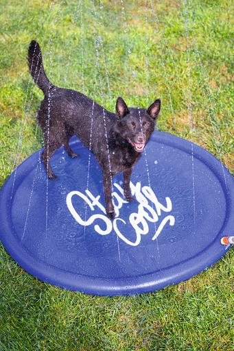 Image du produit Beeztees Bz Tapis D'Arrosage Stay Cool Bl (Piscine pour chiens)