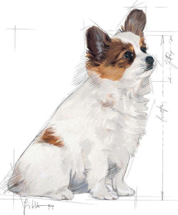 Image du produit Royal Canin X-Small Junior (Junior, 1 pcs, 500 g)