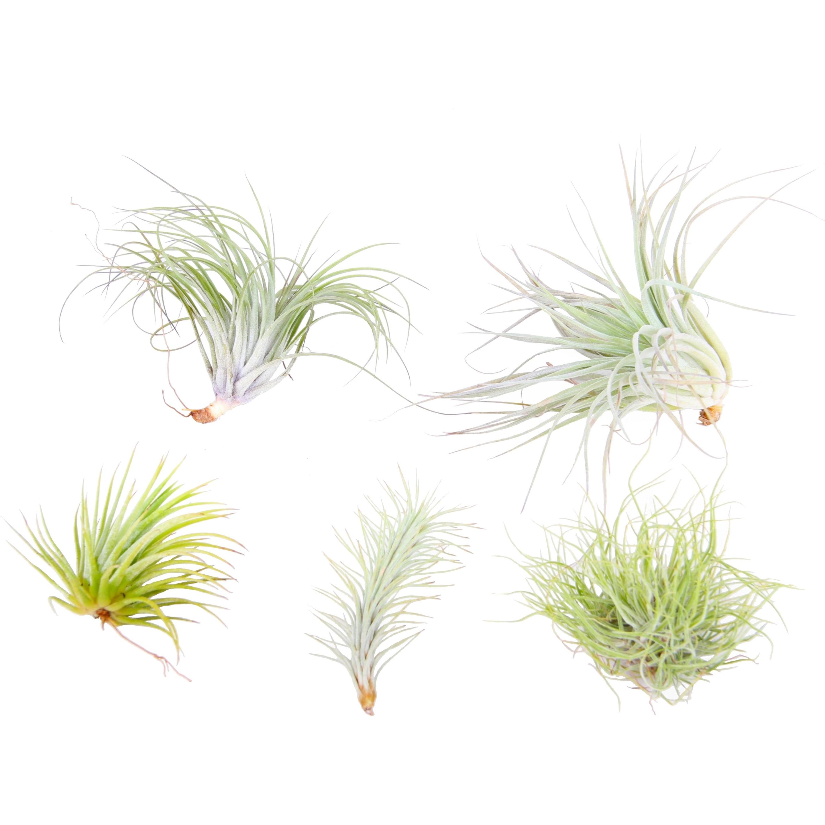 Plant in a Box, Pflanzen, Tillandsia - 5er Mischung Tillandsien (5 cm)