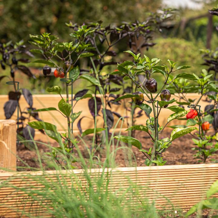 Actual product image Relaxdays 6x planting sticks (6 cm, 6 cm)